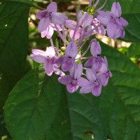 Pseuderanthemum graciliflorum (Nees) Ridl.